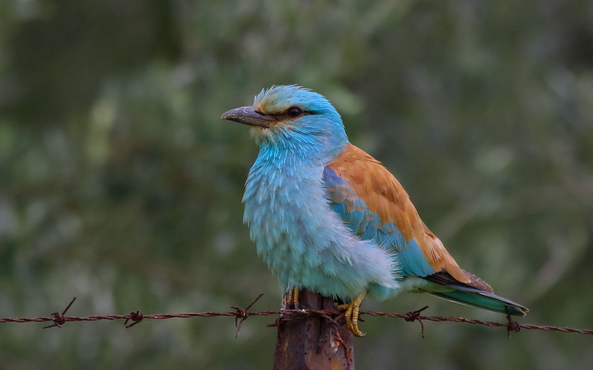 European Roller