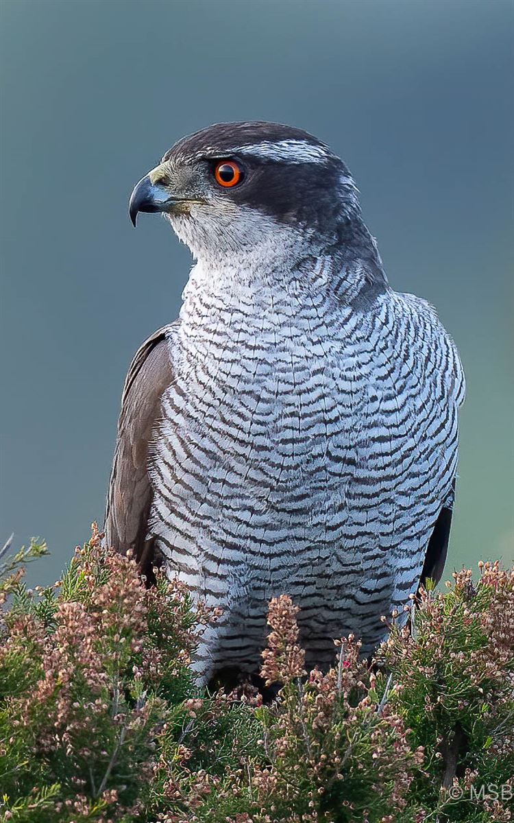 Eurasian Goshawk