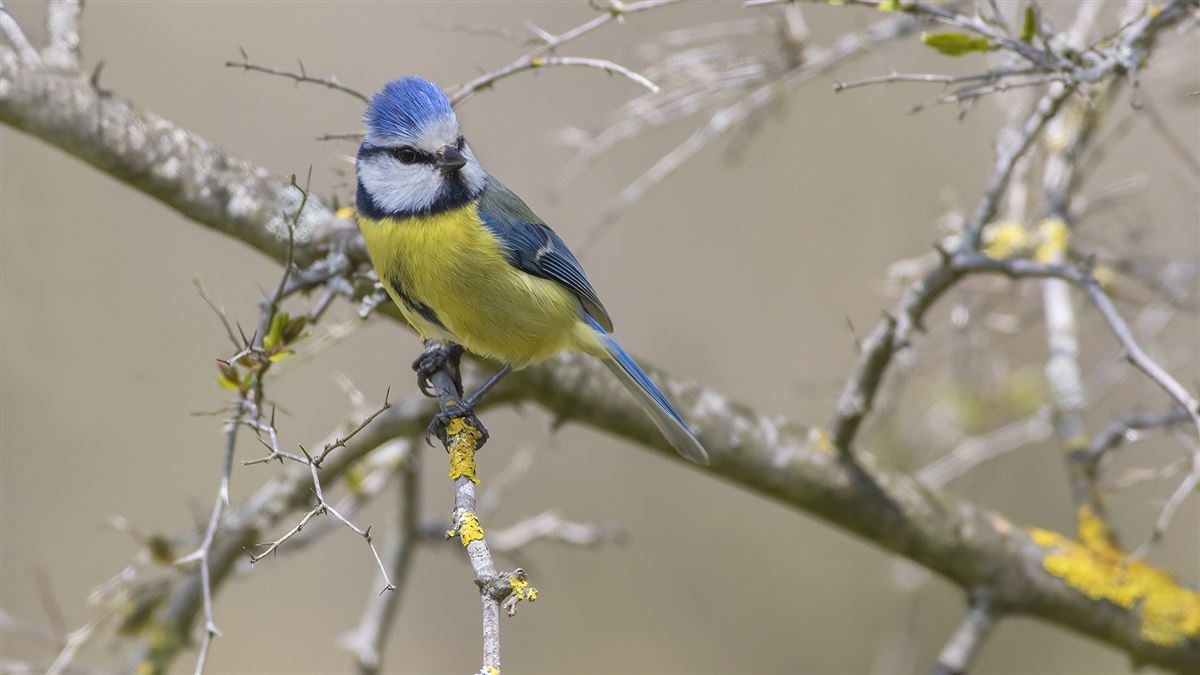 Eurasian Blue Tit