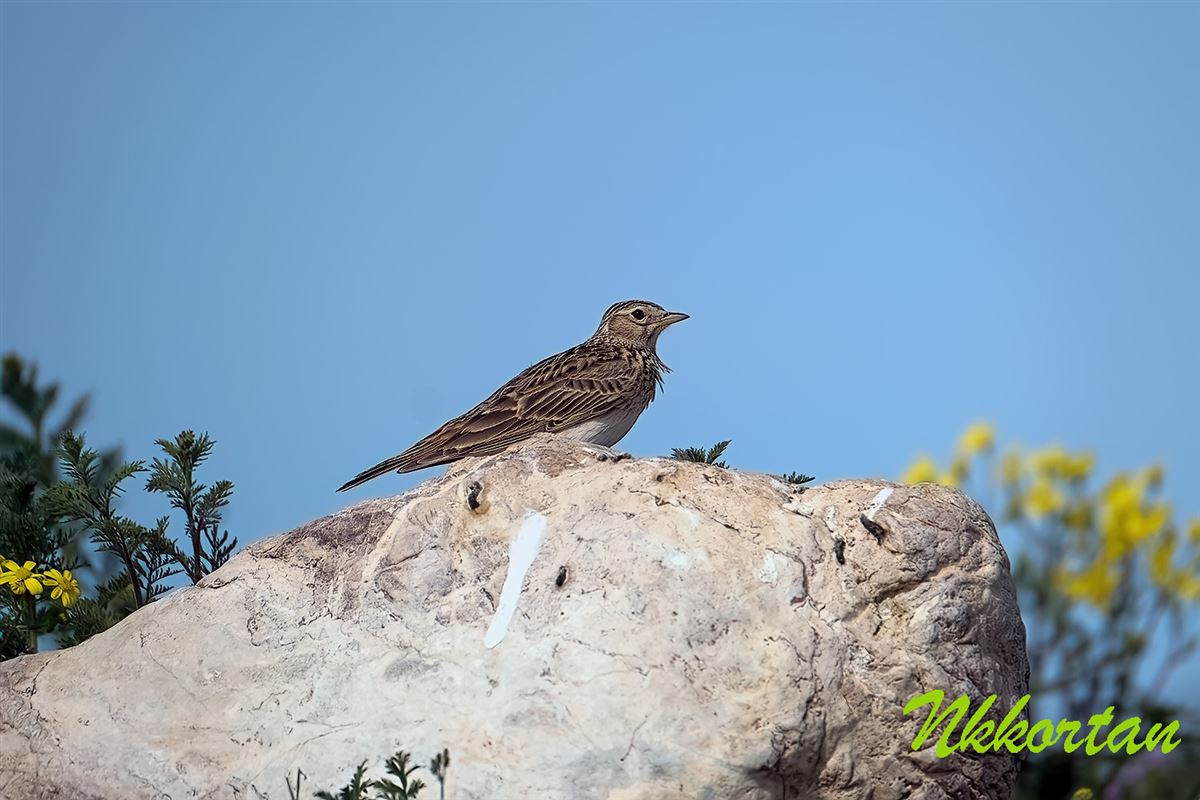 Eurasian Skylark