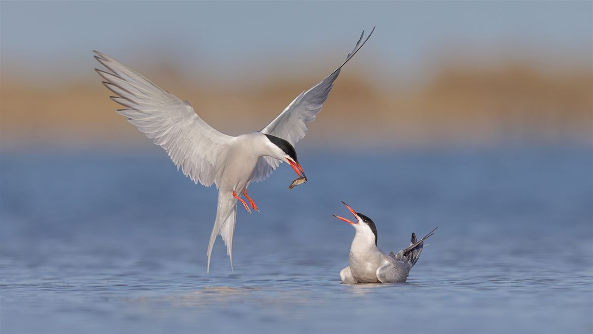 Common Tern