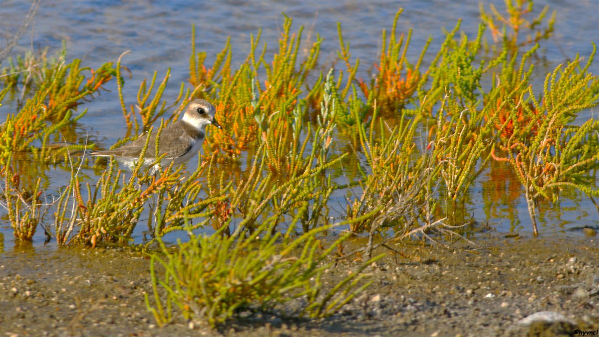 Kentish Plover