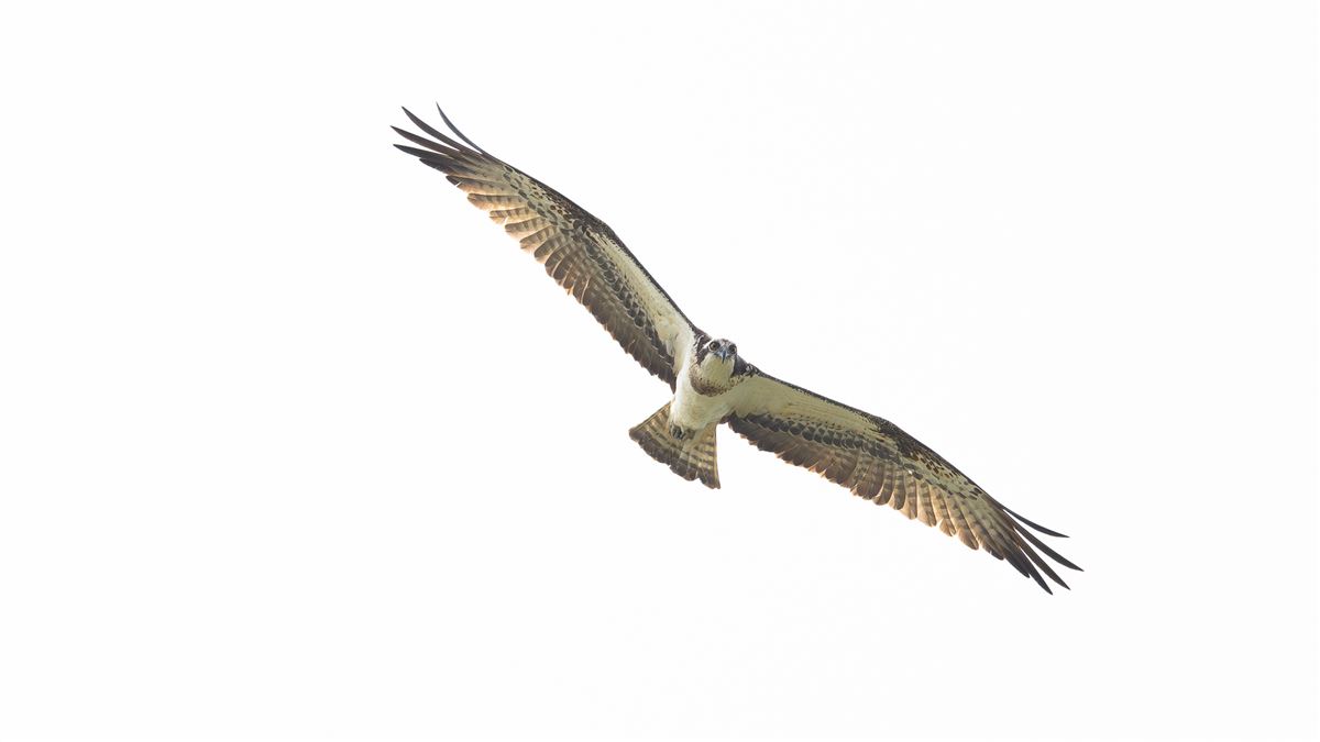 Osprey