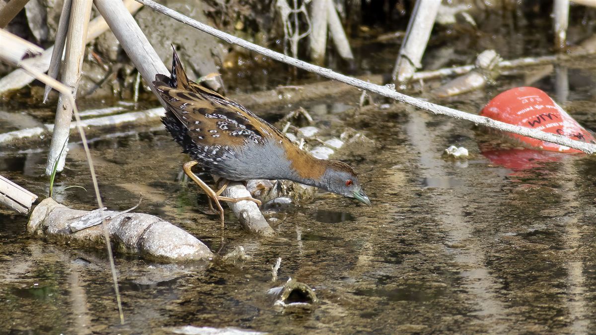 Baillon`s Crake