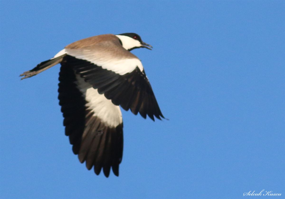 Spur-winged Lapwing