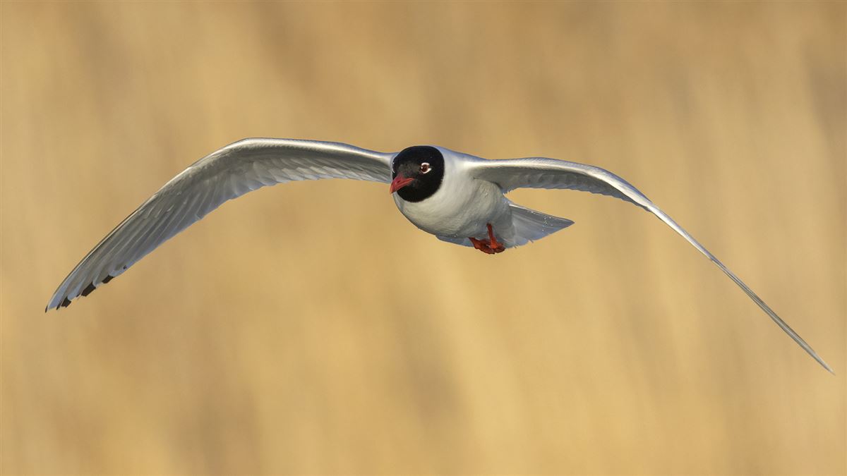 Mediterranean Gull