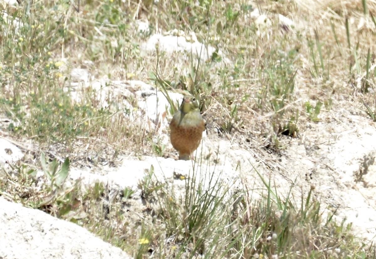 Ortolan Bunting