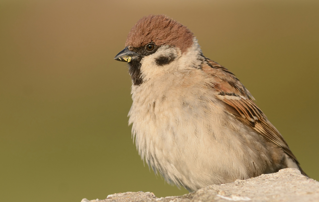Eurasian Tree Sparrow