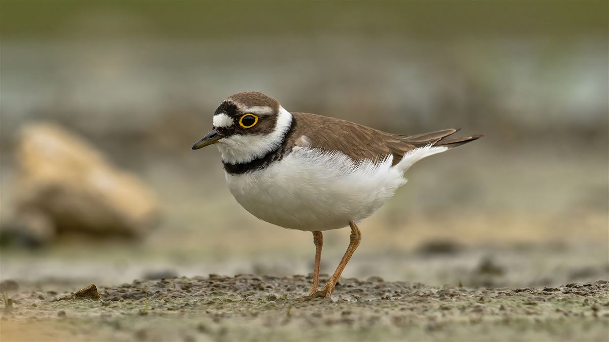 Little Ringed Plover
