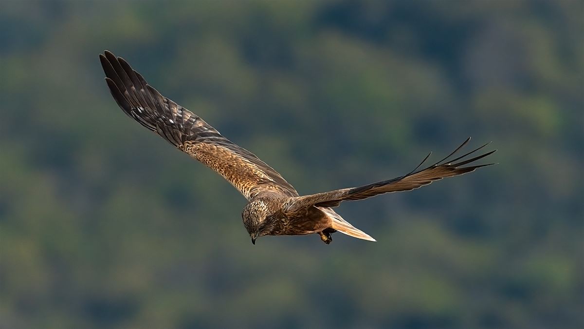 Western Marsh Harrier