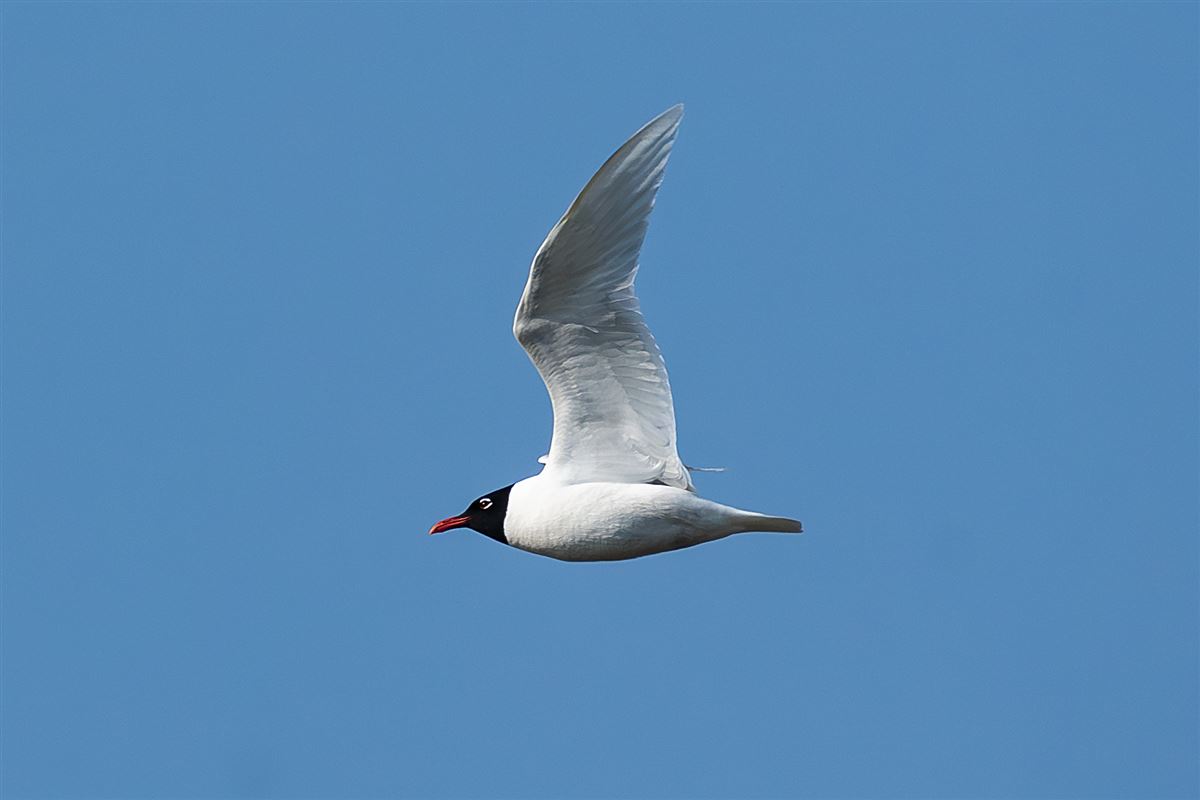 Mediterranean Gull