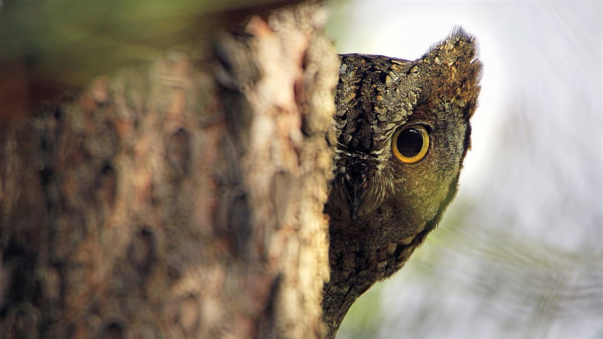 Eurasian Scops Owl