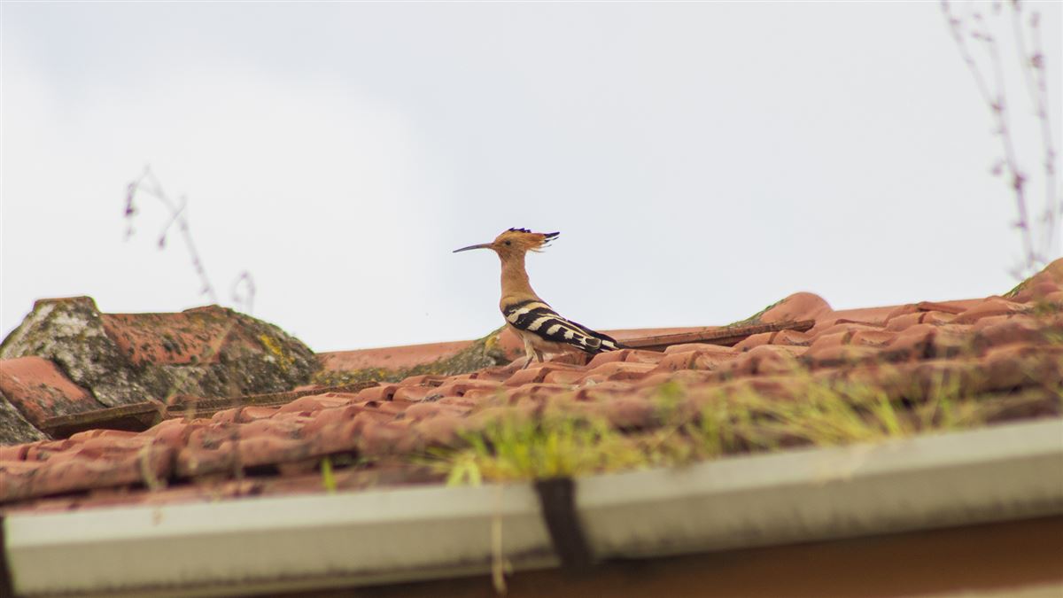 Common Hoopoe