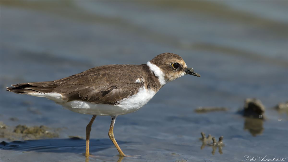 Little Ringed Plover