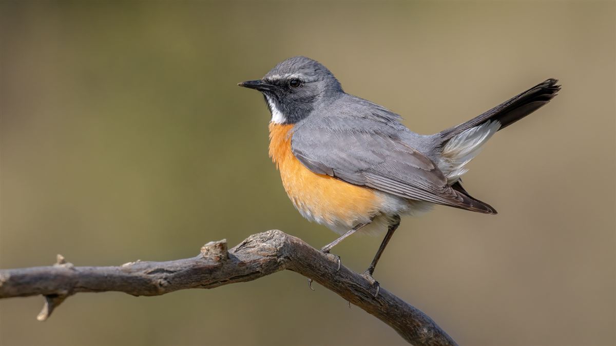 White-throated Robin