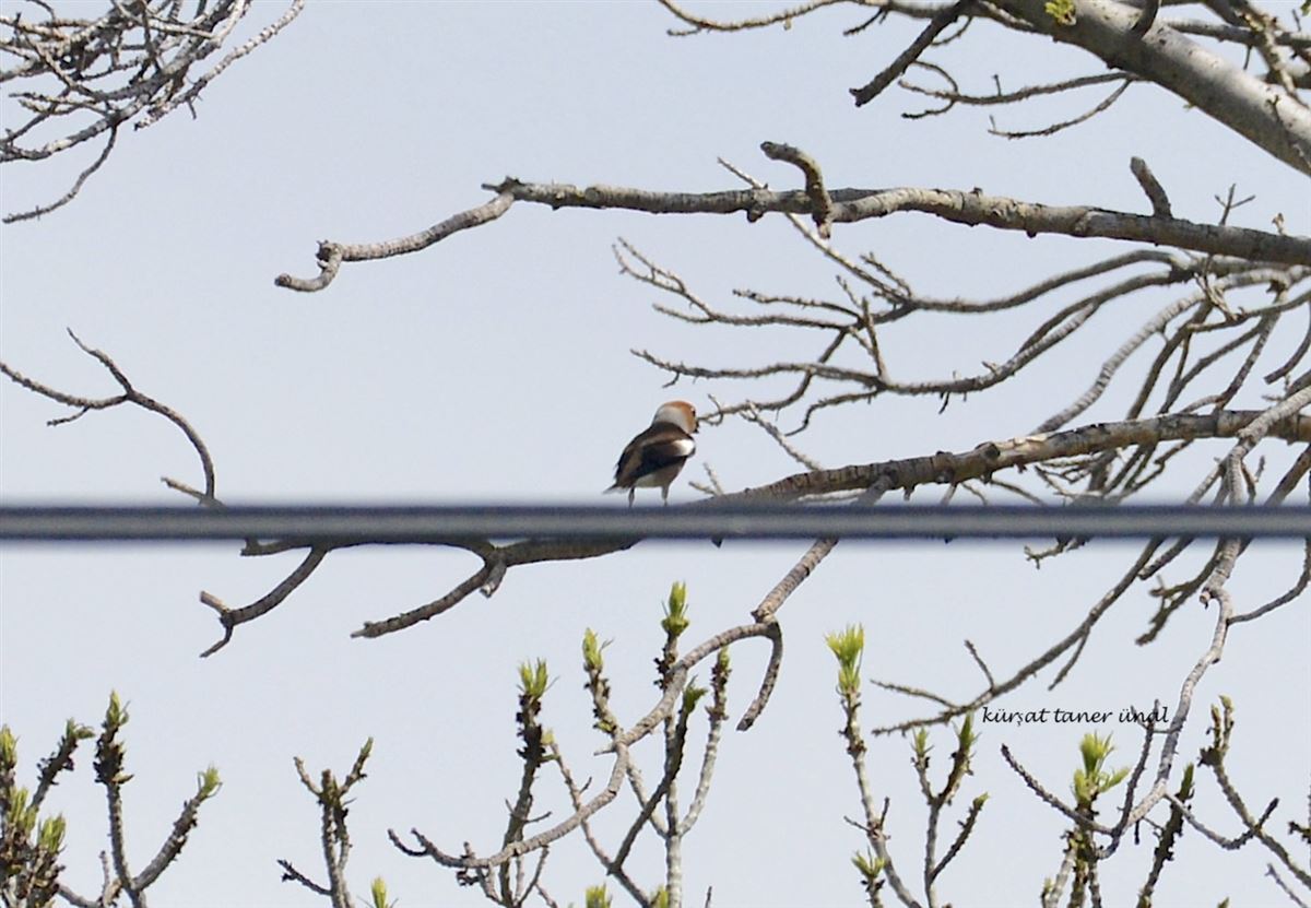 Hawfinch