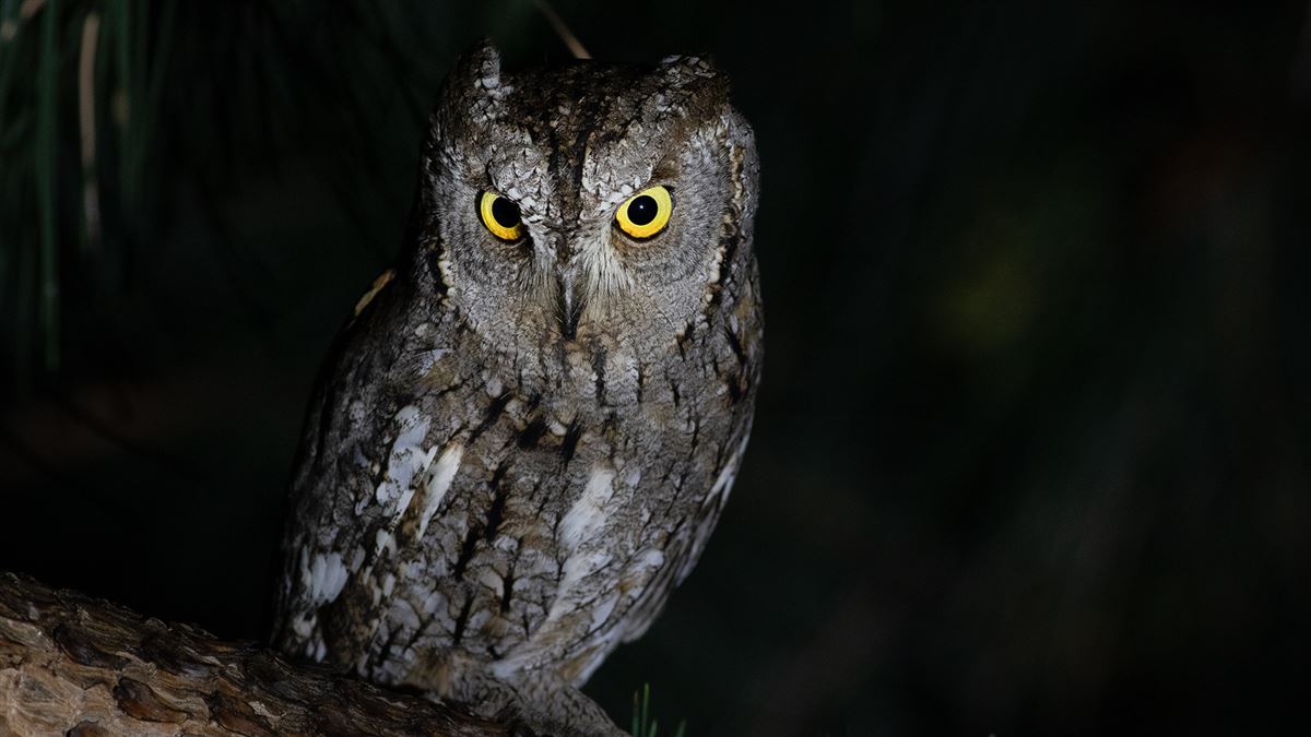 Eurasian Scops Owl