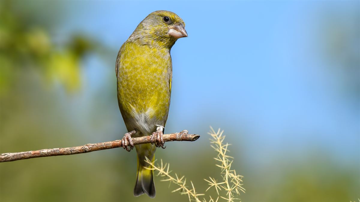 European Greenfinch