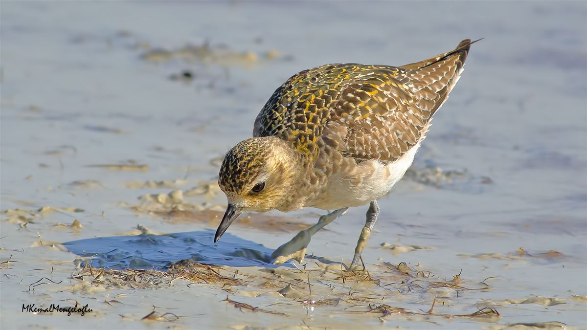 Pacific Golden Plover