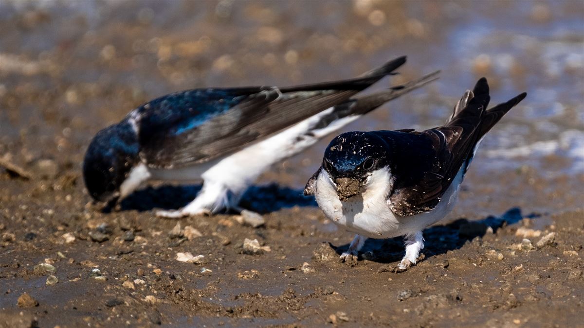 Western House Martin