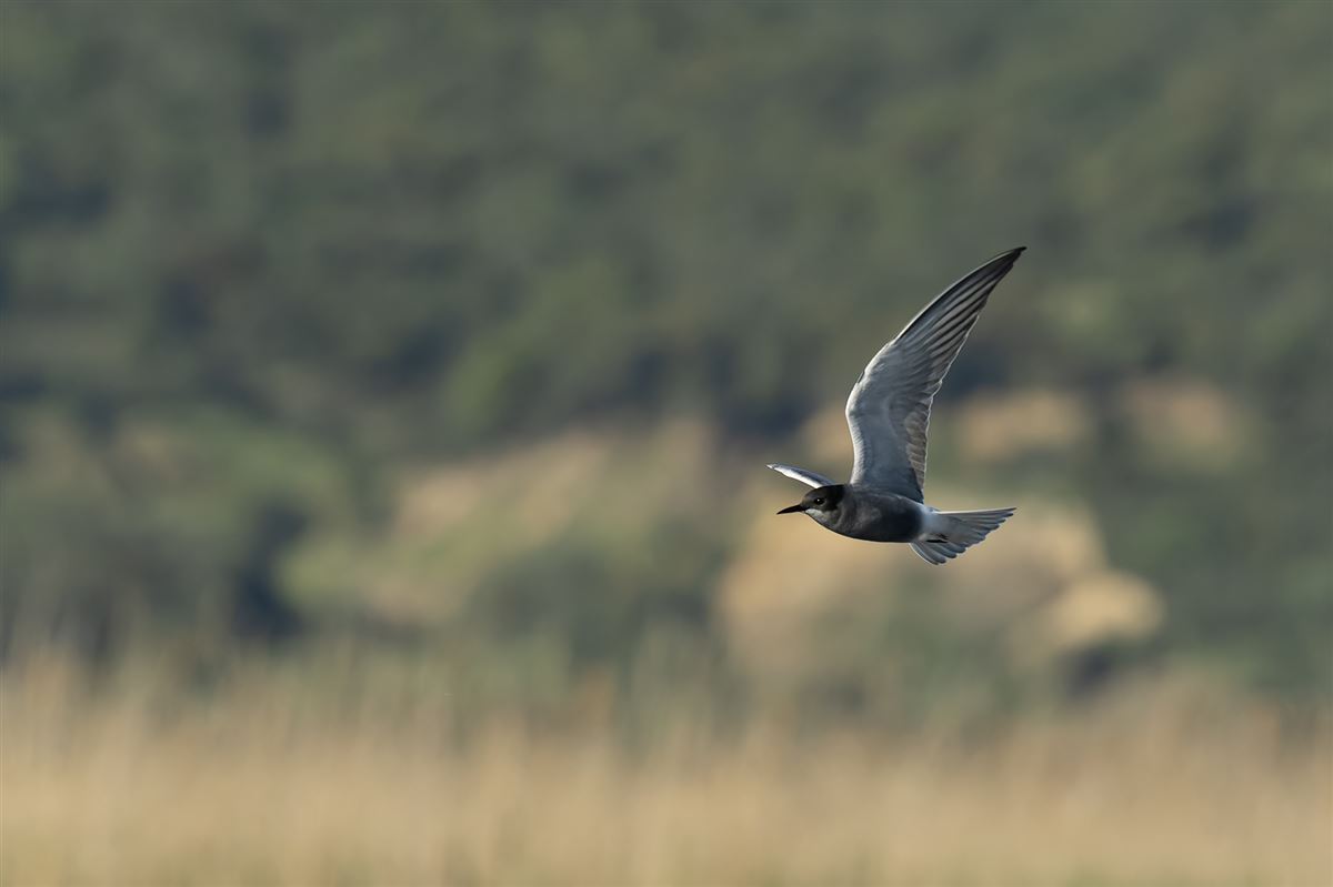 Black Tern