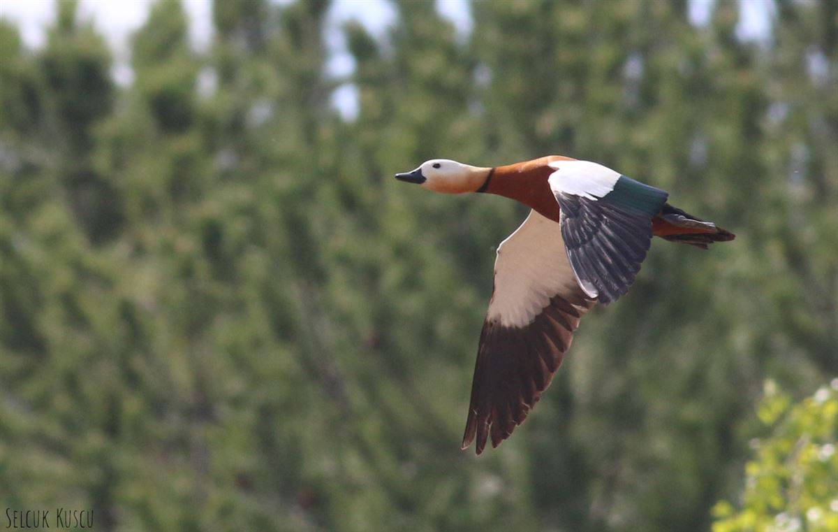 Ruddy Shelduck