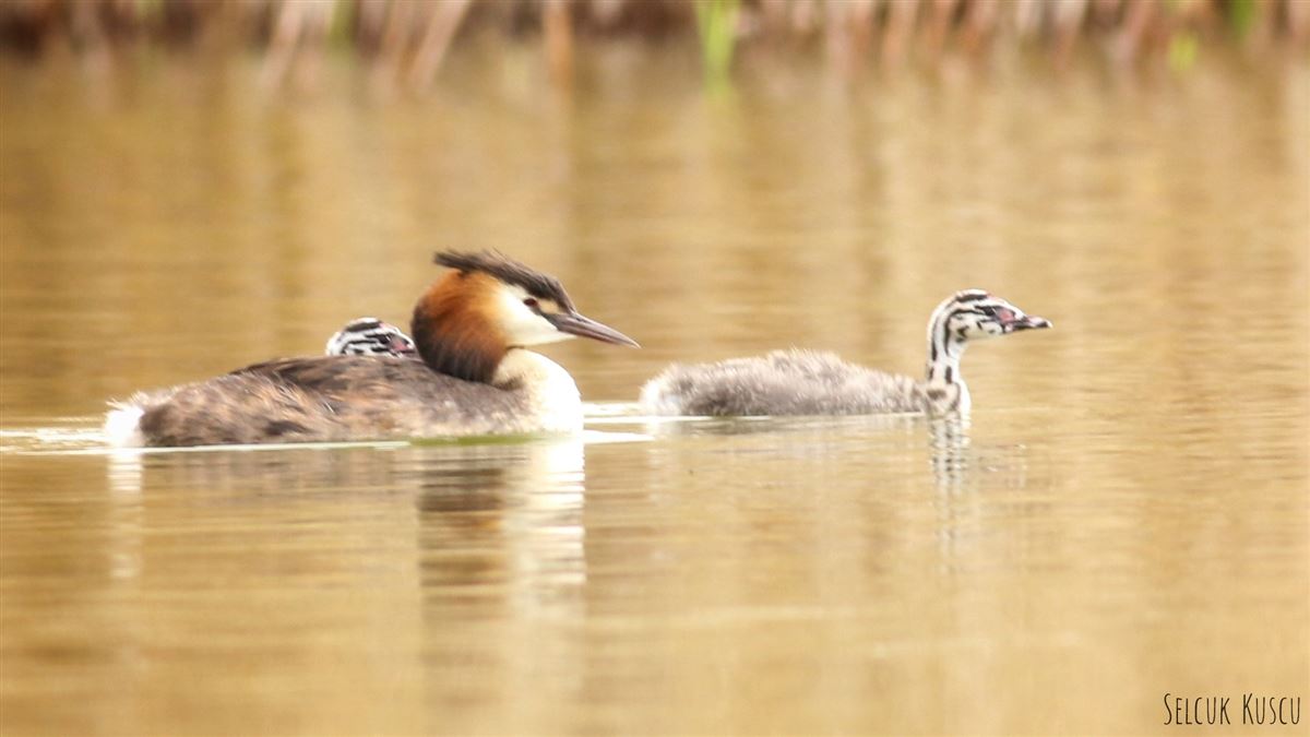 Great Crested Grebe