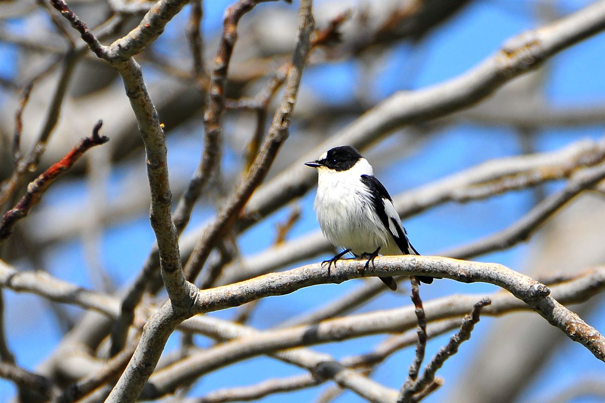 Collared Flycatcher