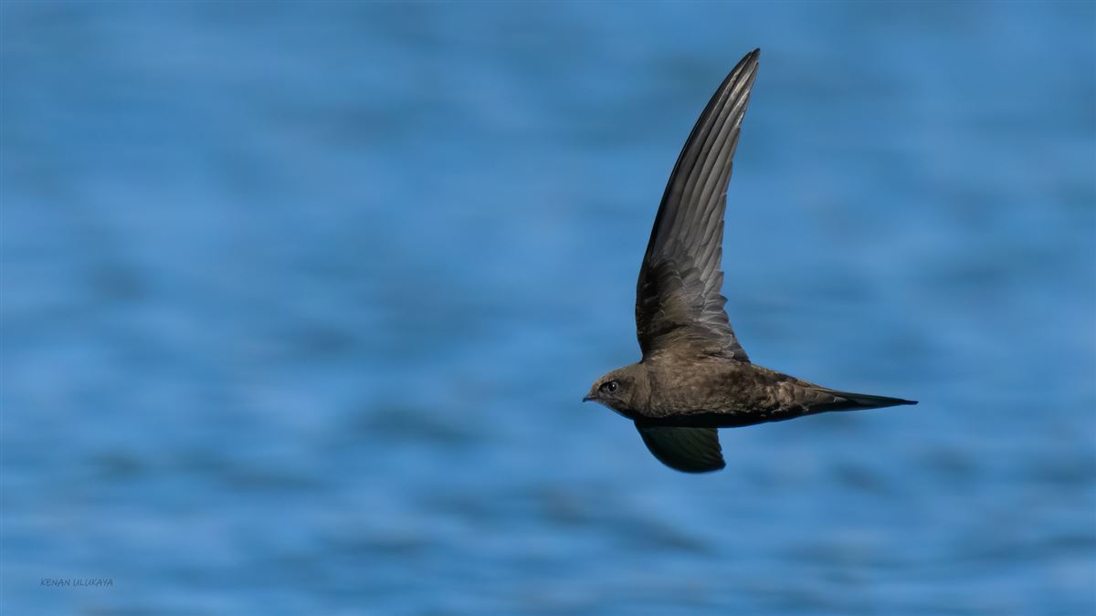 Common Swift