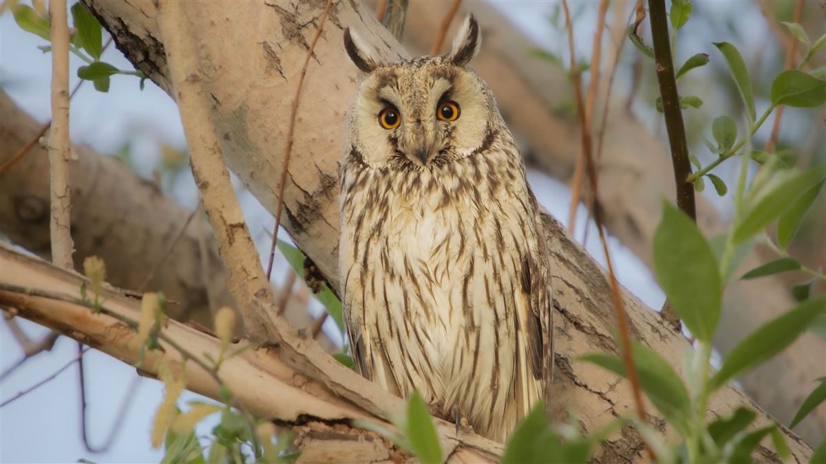 Long-eared Owl