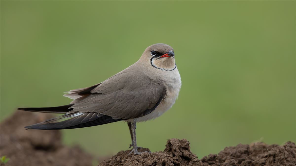 Collared Pratincole