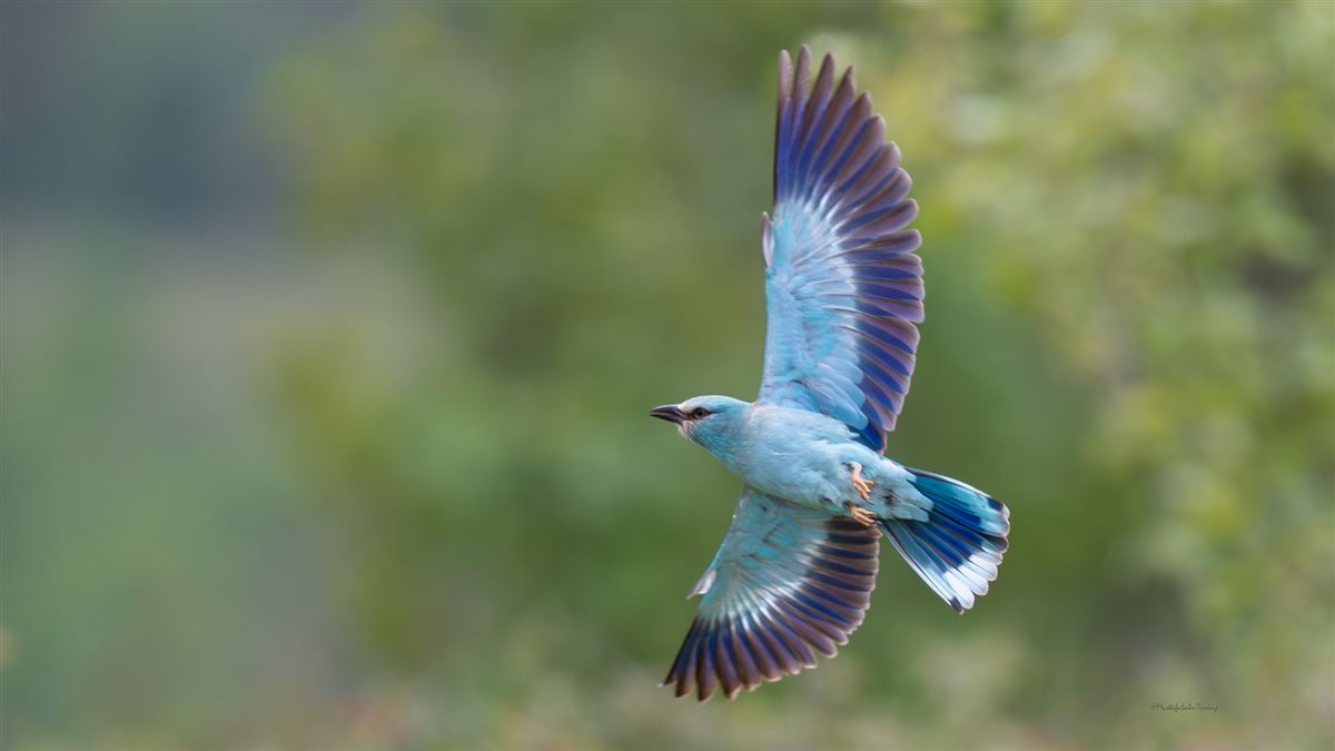 European Roller