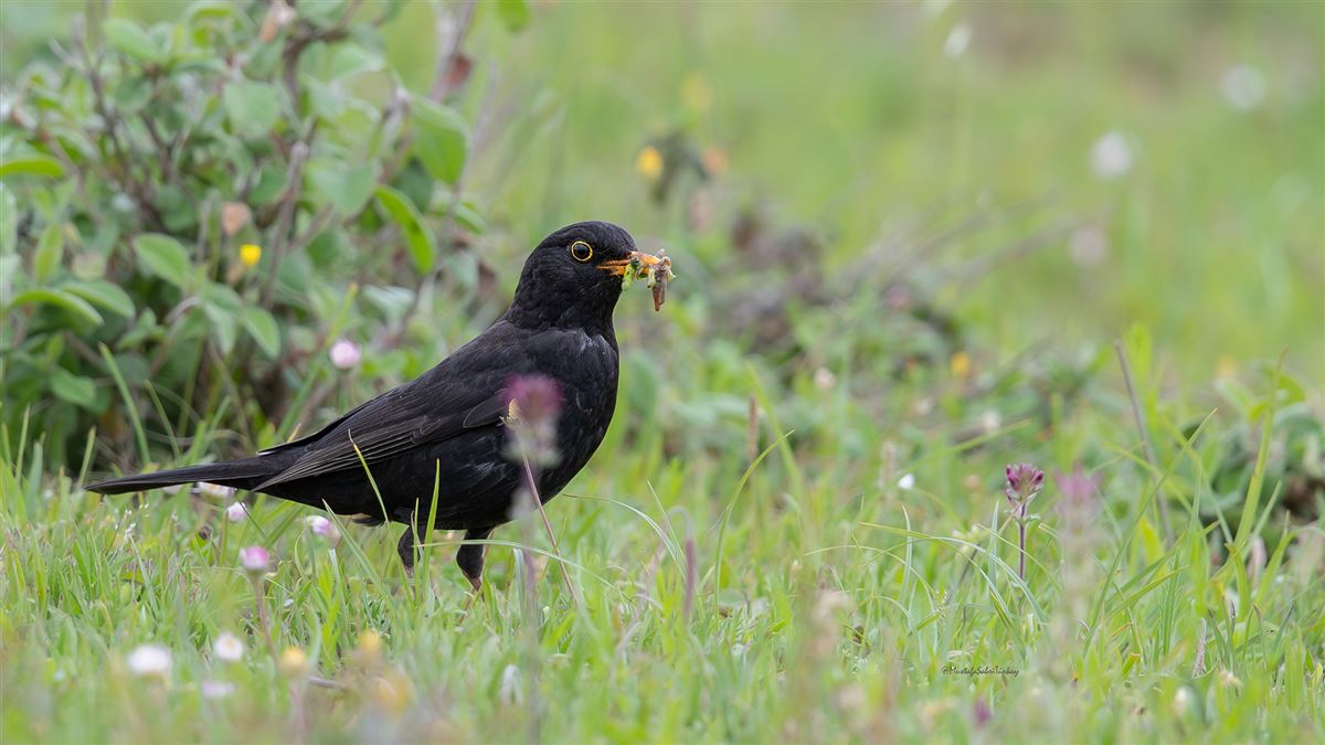 Common Blackbird