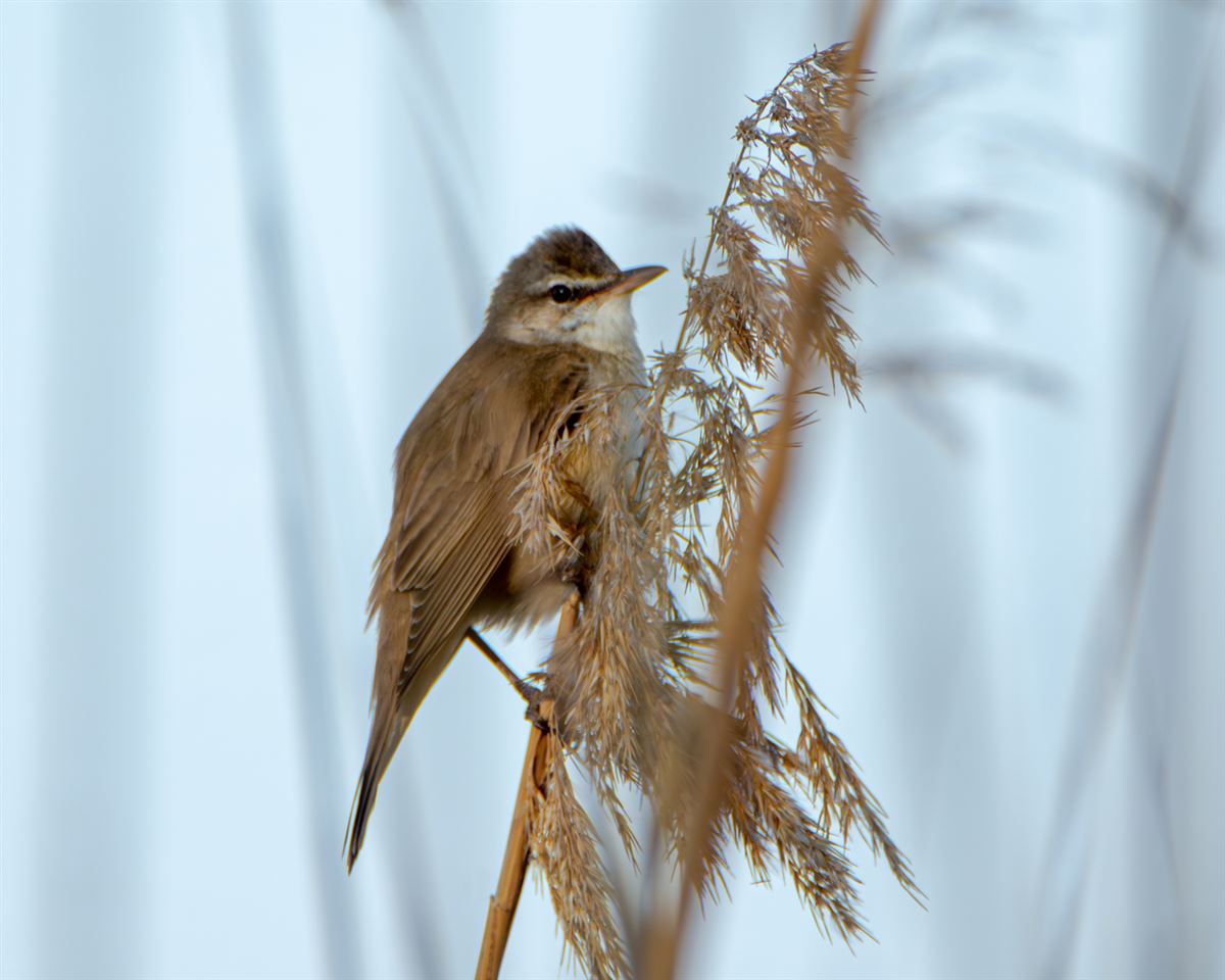 Great Reed Warbler