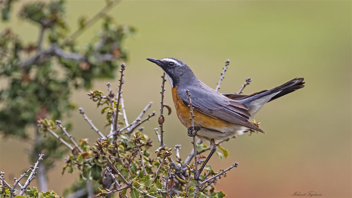 White-throated Robin