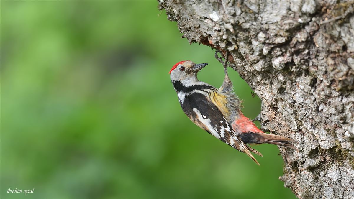 Middle Spotted Woodpecker