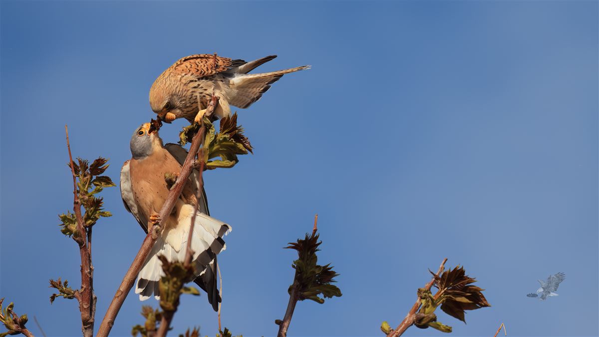Lesser Kestrel