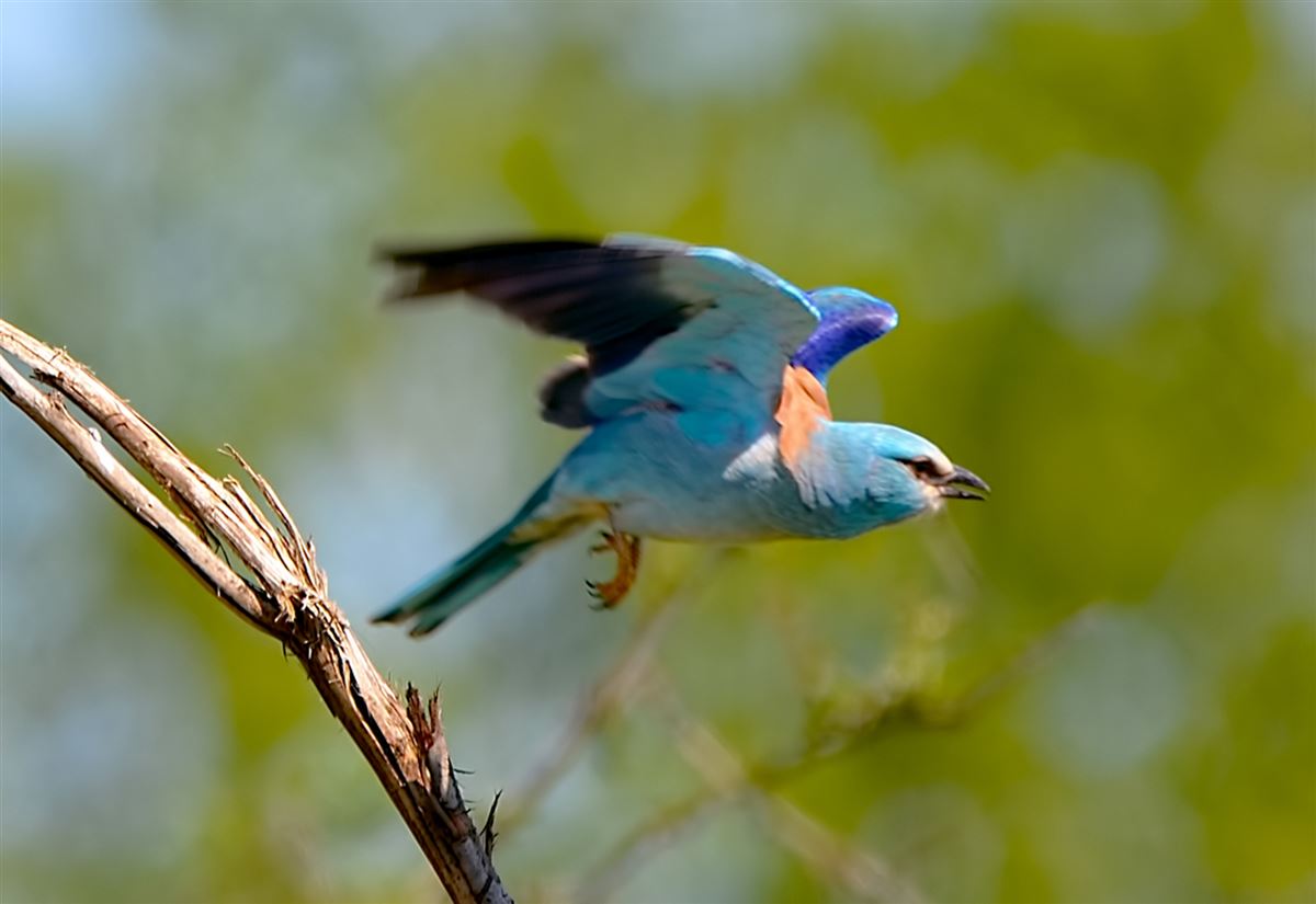 European Roller