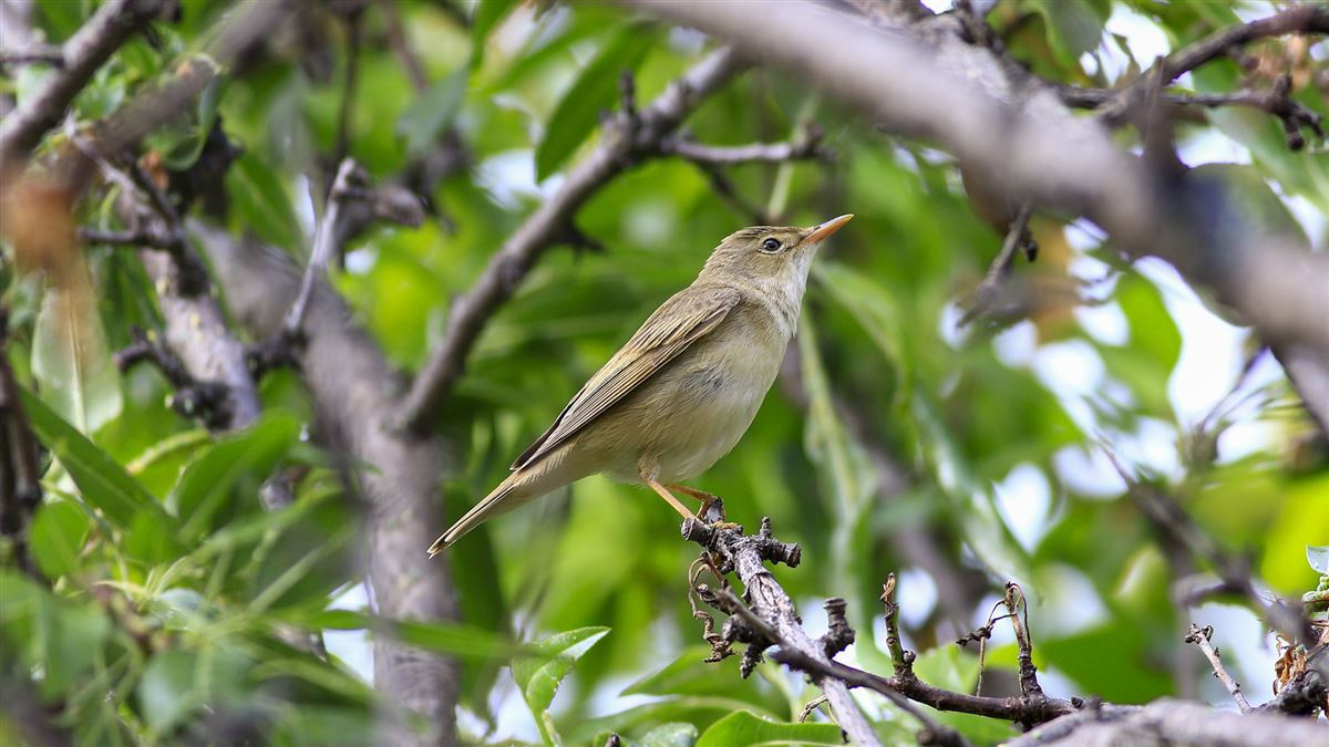 Marsh Warbler