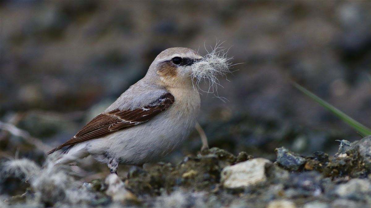 Northern Wheatear