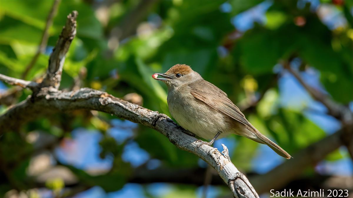 Eurasian Blackcap