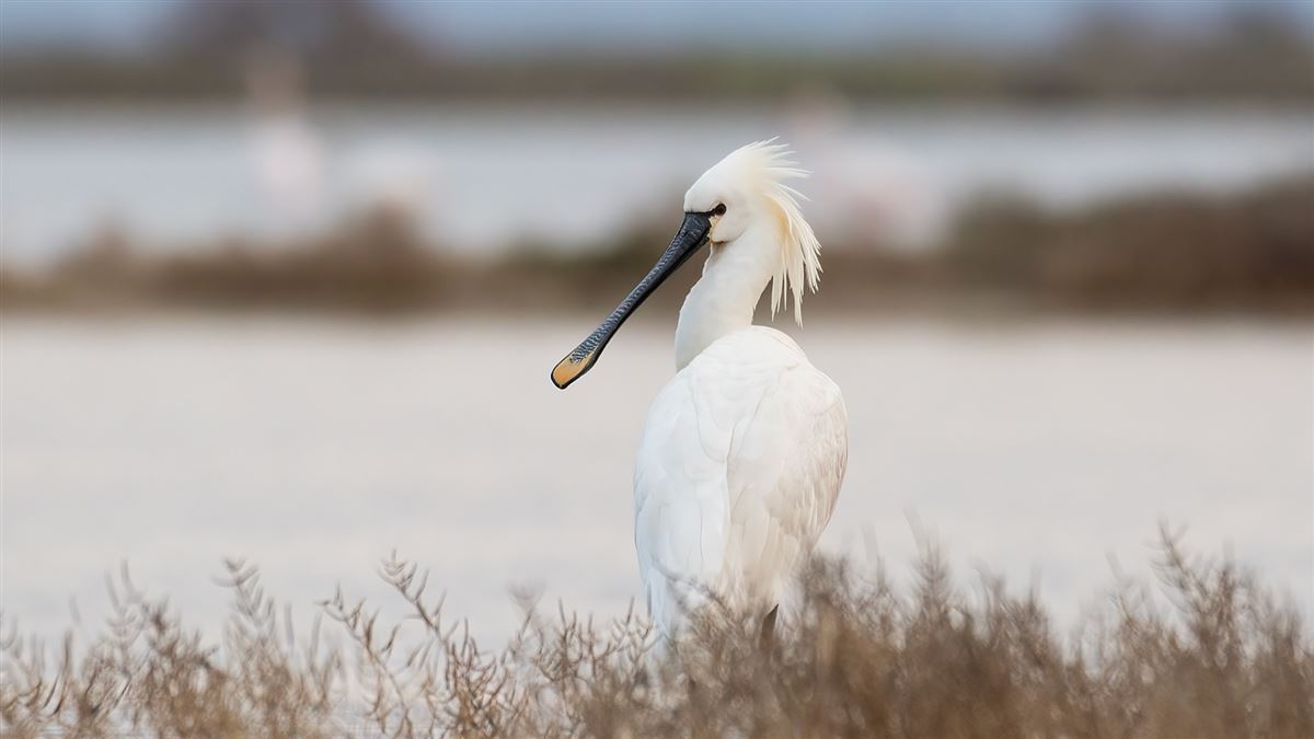 Eurasian Spoonbill