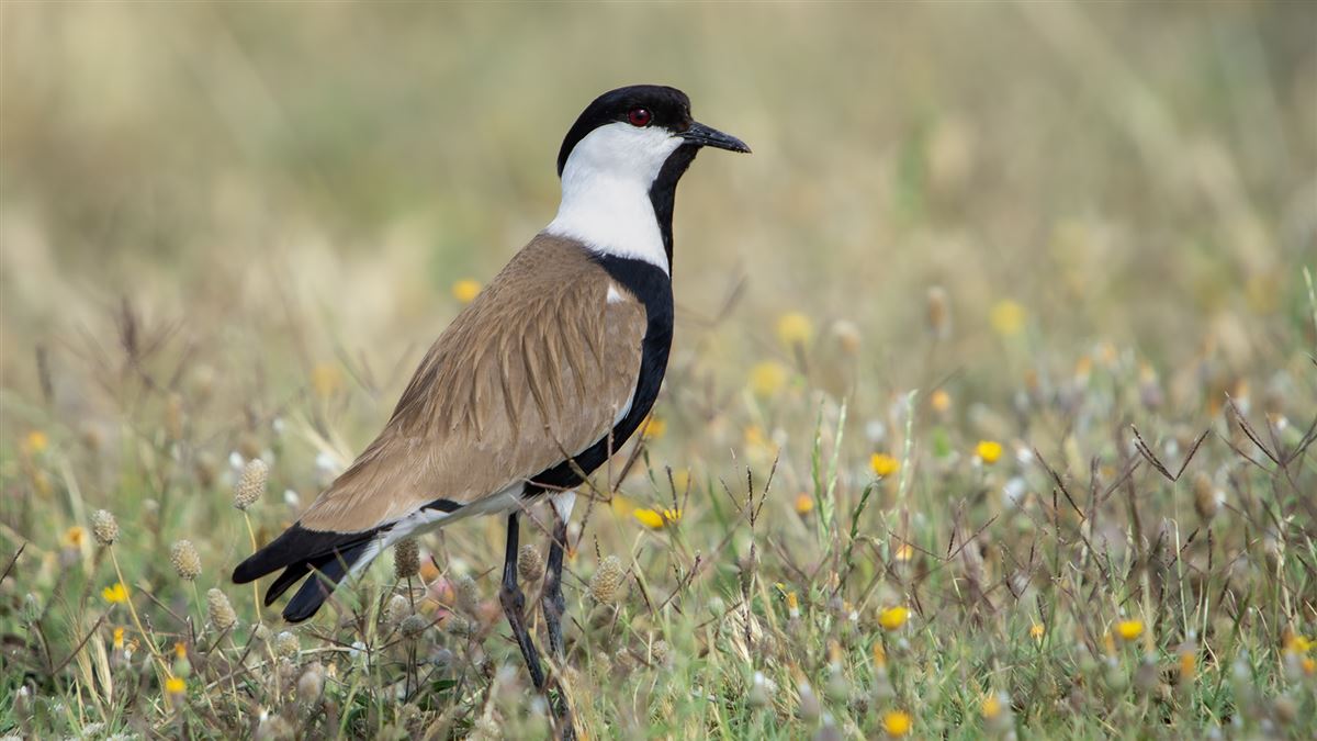 Spur-winged Lapwing