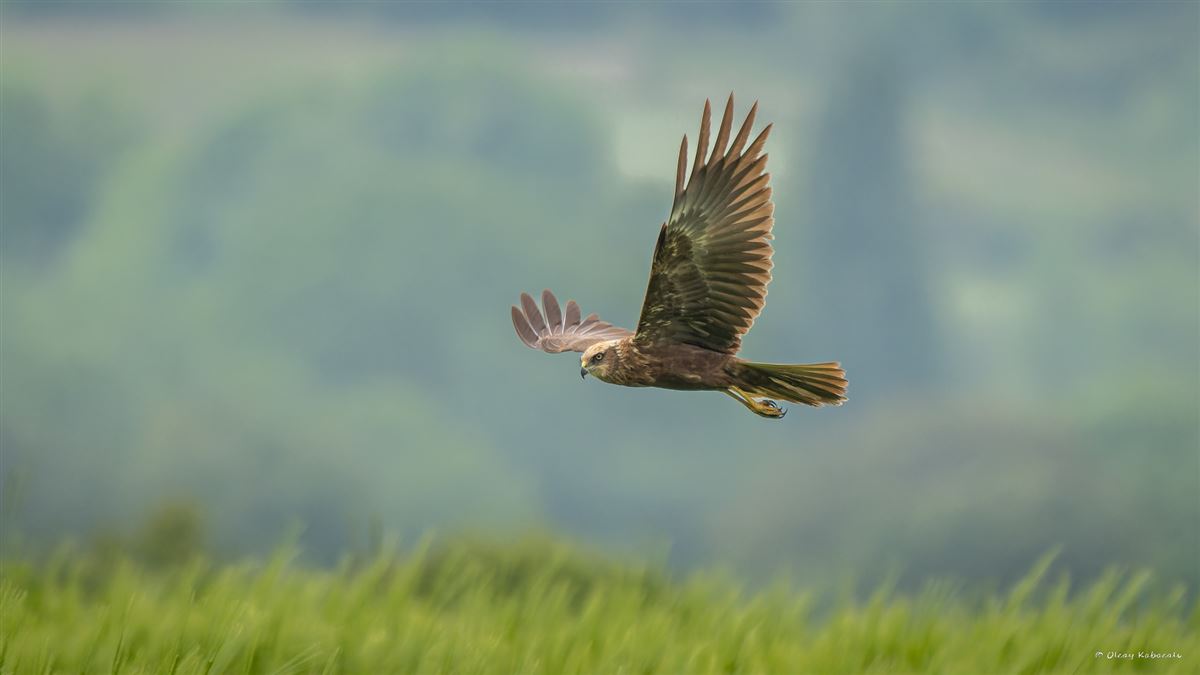 Western Marsh Harrier