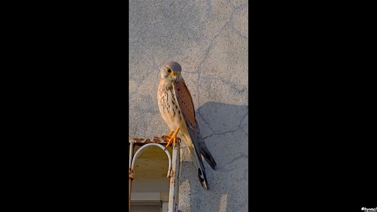 Common Kestrel