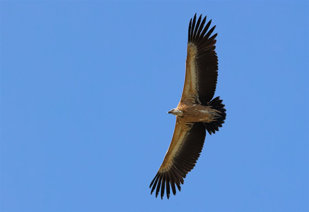 Griffon Vulture