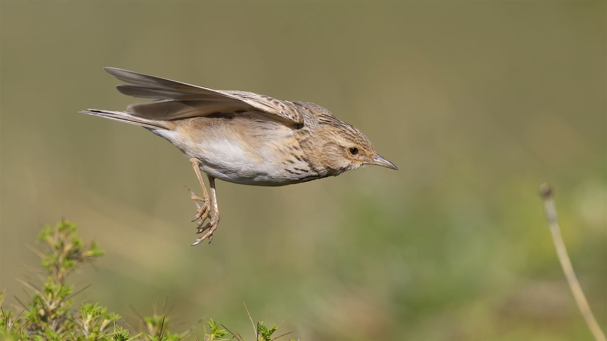 Crested Lark