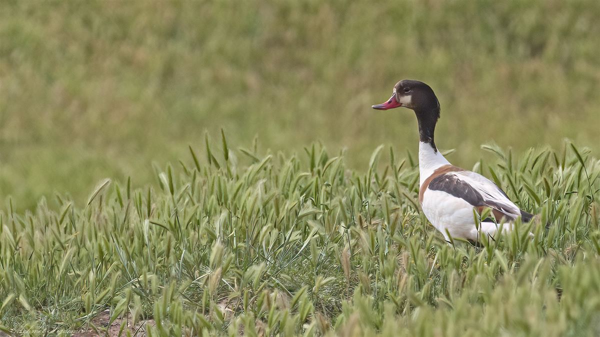 Common Shelduck