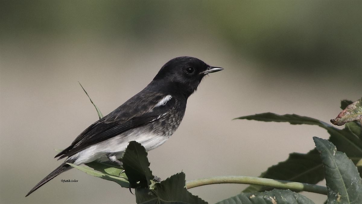 Pied Bush Chat