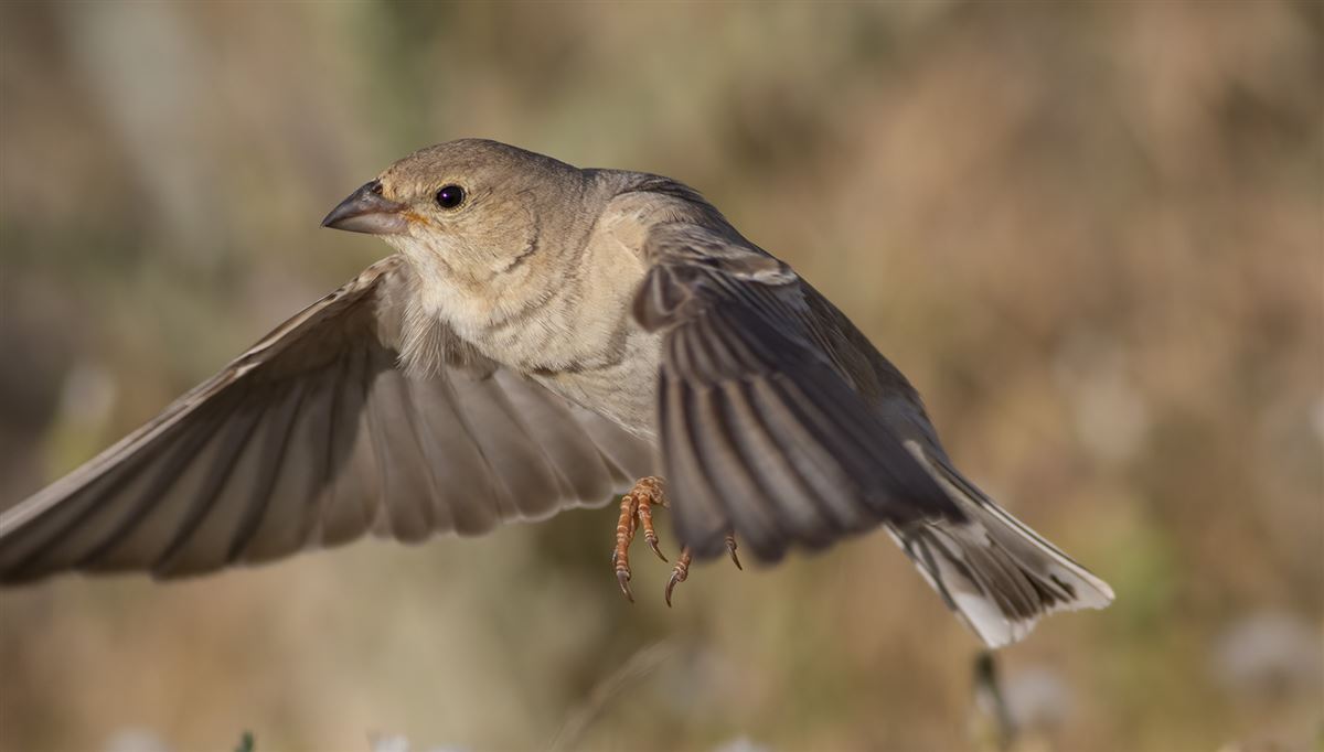 Pale Rockfinch